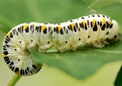 Corynis crassicornis e panoramica sui Cimbicidae nel forum